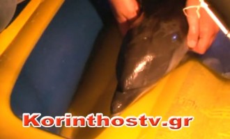 Λέχαιο: Για 2,5 ώρες προσπαθούσαν οι κάτοικοι να σώσουν δελφίνι (βίντεο)