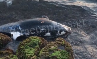 Νεκρό δελφίνι στα βράχια της Πειραϊκής (φωτογραφίες)