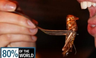 Αηδιαστικό: Το 2050 θα τρεφόμαστε με έντομα