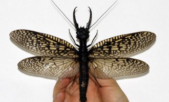 Ανακαλύφθηκε το μεγαλύτερο έντομο – Φθάνει τα 21 εκατοστά (φωτογραφίες)
