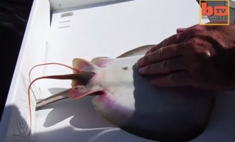 Ψαράς βοηθά σαλάχι να… γεννήσει (βίντεο)