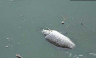 Γιάννενα: Ψάχνουν τα αίτια που προκάλεσαν το θάνατο χιλιάδων ψαριών
