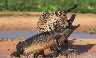 Σπάνιο βίντεο: Τζάγκουαρ τρώει κροκόδειλο