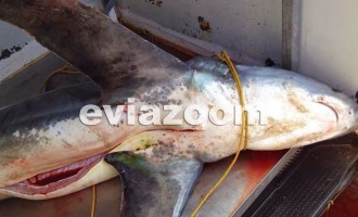 Αλιβέρι: Ψάρεψαν καρχαρία 180 κιλών (φωτογραφίες)