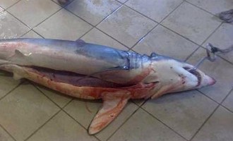 Θράκη: Ψάρεψε καρχαρία… 60 κιλών