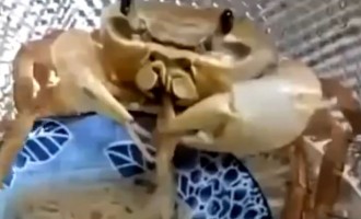 Απίστευτο βίντεο: Δείτε το καβούρι που λατρεύει τα… νουντλς
