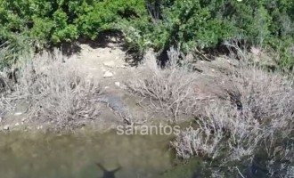 Νέες εντυπωσιακές εικόνες του κροκόδειλου του Ρεθύμνου (βίντεο)