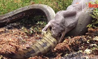 Θα πάθεις ΣΟΚ! Γιγάντιο φίδι καταβροχθίζει κροκόδειλο (βίντεο)