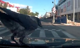 Ρωσία: Το πουλί του… Χίτσκοκ ήθελε βόλτα στον υαλοκαθαριστήρα (βίντεο)