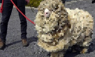 Απίστευτη εικόνα: Δείτε πως είναι ένα πρόβατο ακούρευτο για 6χρόνια (φωτογραφίες)