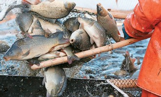 Ηγουμενίτσα: Αγόρασαν 8 τόνους ψάρια αλλά… δεν θα πλήρωναν ποτέ