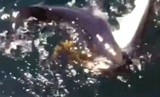 Απίστευτο: Καρχαρίας τρώει… καρχαρία (βίντεο)