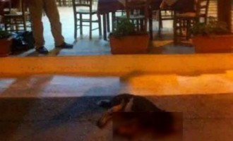 Απίστευτη κτηνωδία στην Εύβοια: Ιδιοκτήτης ταβέρνας σκότωσε αδέσποτο μπροστά στα μάτια των πελατών (σκληρές εικόνες)