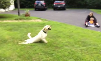 Στέλλα: Η σκυλίτσα που ανακάλυψε το… φρενάρισμα (βίντεο)