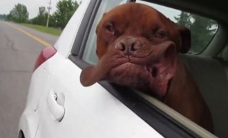 Οι σκύλοι λατρεύουν την βόλτα με το αυτοκίνητο (βίντεο)