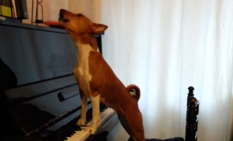 Ρωσία: Δείτε τον σκύλο που παίζει… πιάνο και τραγουδάει (βίντεο)