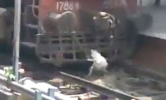 Τρένο περνάει πάνω από σκύλο και… επιζεί (βίντεο)