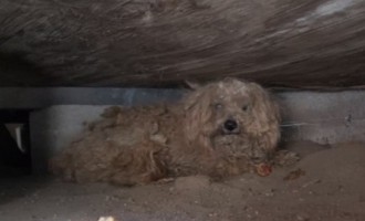 Βίντεο: Σκύλος περίμενε το νεκρό αφεντικό του επί ένα χρόνο κάτω από ένα υπόστεγο