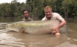 To μεγαλύτερο ψάρι του Αμαζονίου απειλείται με εξαφάνιση