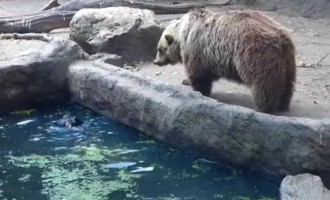 Απίθανο βίντεο: Αρκούδα σώζει κοράκι από πνιγμό