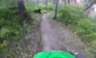 Βίντεο: Παραλίγο σύγκρουση ποδηλάτη με αρκούδα