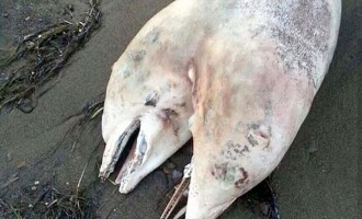 Δικέφαλο δελφίνι ξέβρασε η θάλασσα στη Σμύρνη (βίντεο)