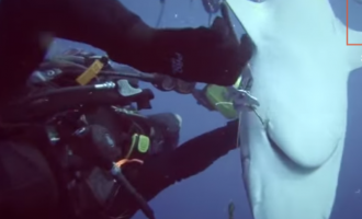 Δύτης σώζει καρχαρία από το καμάκι που του έχει καρφωθεί (βίντεο)