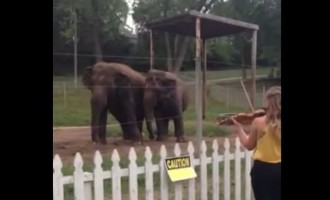 Ο ελέφαντες λατρεύουν τον… Μπαχ (βίντεο)