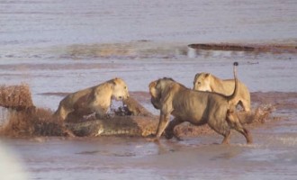 Επική μάχη: Λιοντάρια εναντίον κροκόδειλου (βίντεο)