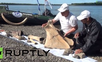 Βρήκαν 700 κιλά απολιθωμάτων από μαμούθ (βίντεο)