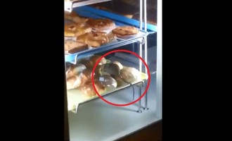 Βίντεο: ποντίκι κόβει βόλτες σε βιτρίνα… φούρνου