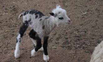 Δείτε τι γεννιέται όταν ζευγαρώσει πρόβατο με κατσίκι (φωτο – βίντεο)