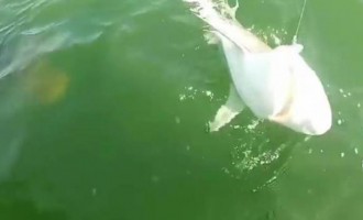 Απίθανο βίντεο: Σφυρίδα καταβροχθίζει καρχαρία με μια μπουκιά