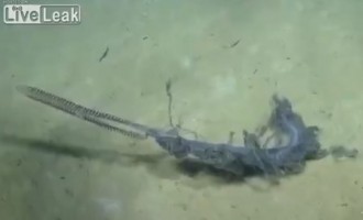 Δείτε στο βίντεο ένα από τα πιο περίεργα και εντυπωσιακά πλάσματα της θάλασσας