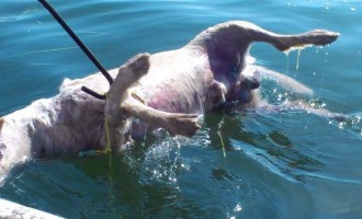Φρίκη: Έδεσε πέτρα στον λαιμό του σκύλου και τον πέταξε στην θάλασσα