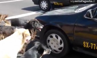 Χιλή: Φόβος και τρόμος για τα ταξί τα αδέσποτα σκυλιά (βίντεο)
