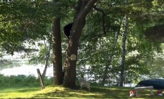 ΗΠΑ: Γνωρίστε τον αρκουδοφάγο… σκύλο (βίντεο)