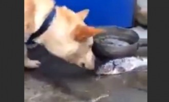 Το πιο συγκινητικό βίντεο: Δεν θα πιστέψετε τι έκανε αυτός ο σκύλος (βίντεο)