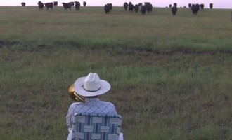 ΗΠΑ: Ο γελαδάρης καλεί τις αγελάδες με το… τρομπόνι του (βίντεο)