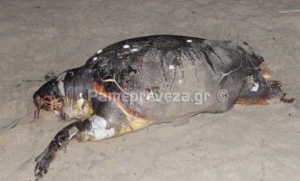 Νεκρές θαλάσσιες χελώνες σε παραλίες της Πρέβεζας