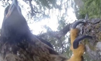 Βίντεο: Ο αετός που τραβάει… selfie