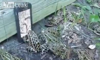 Οι βάτραχοι προσπαθούν να φάνε το σκουλήκι από το… iPhone (βίντεο)