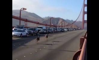 Ελάφια βγήκαν βόλτα στην γέφυρα του Σαν Φραντσίσκο (βίντεο)
