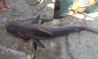 Ψάρεψαν καρχαρία στα Σφακιά που θα γίνει “σπάνιος μεζές”