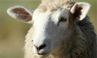 Φοιτητής στην Καλοφόρνια «πήγε» με πρόβατο γιατί είχε… στρες