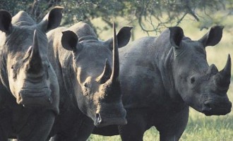 ΣΟΚ! Σε δύο χρόνια οι ρινόκεροι θα έχουν εξαφανιστεί