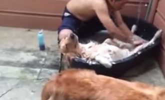 Δεν έχετε δει σκύλο να απολαμβάνει έτσι το μπάνιο (βίντεο)