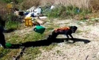 Συνελήφθησαν οι 3 Ρομά που έκαψαν ζωντανό τον σκύλο