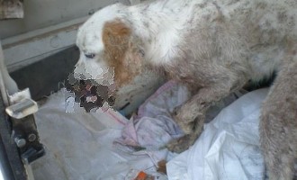 ΣΟΚ: Αρρωστημένος δολοφόνος πυροβόλησε σκύλο στο στόμα (φωτογραφίες)