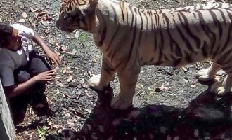 Νέο βίντεο σοκ από την τίγρη που κατασπάραξε τον μαθητή